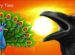 Peacock and the Nightingale story