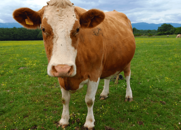Cow Medicine