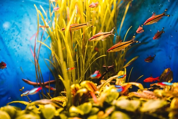 Best Aquariums In Brisbane