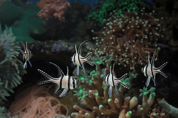 Best Aquariums In Hobart