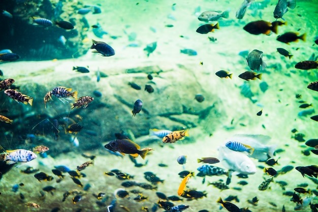 Best Aquariums In Melbourne