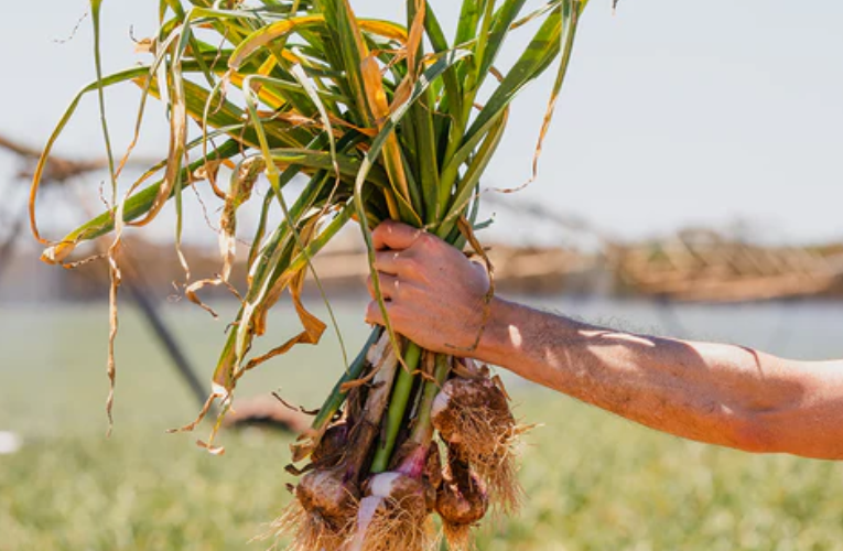 Power of Garlic Supplements