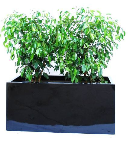 Indoor Plants for Melbourne