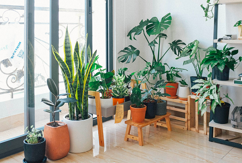 Plant Decor