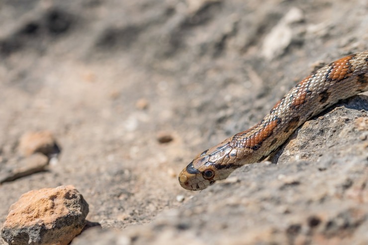snake bit kit
